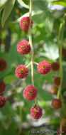 Image of California sycamore