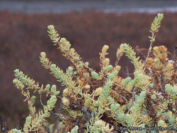 صورة Suaeda taxifolia (Standl.) Standl.