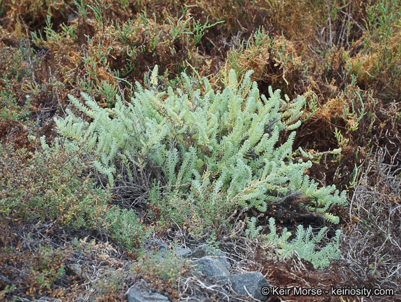 صورة Suaeda taxifolia (Standl.) Standl.