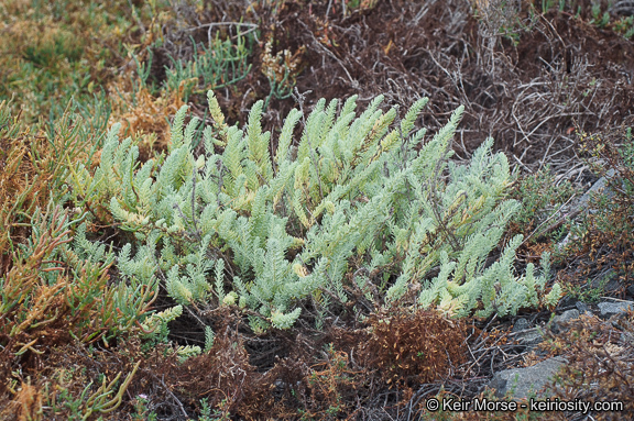 صورة Suaeda taxifolia (Standl.) Standl.