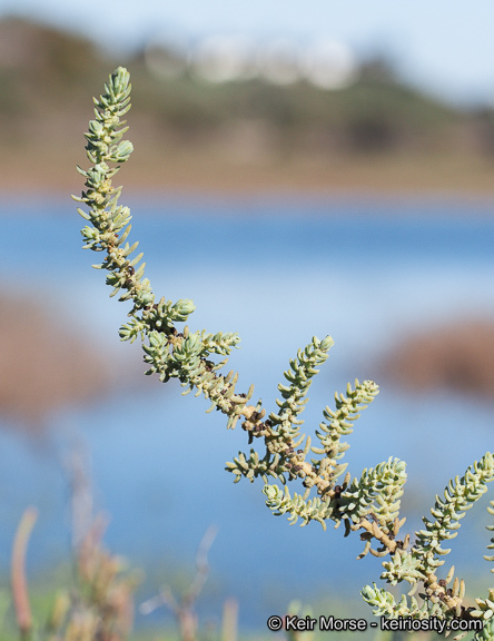 صورة Suaeda taxifolia (Standl.) Standl.