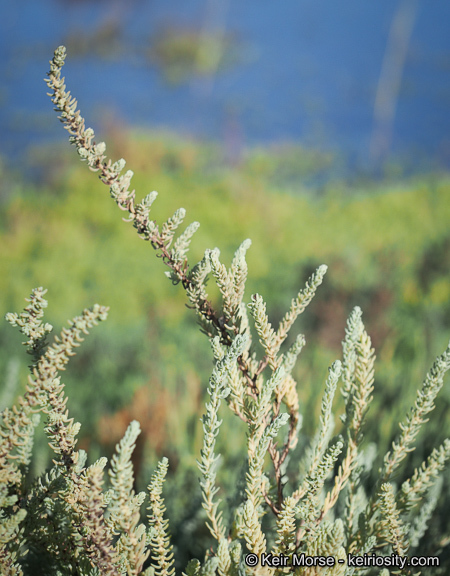 صورة Suaeda taxifolia (Standl.) Standl.