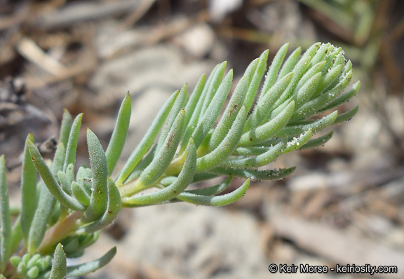 صورة Suaeda taxifolia (Standl.) Standl.