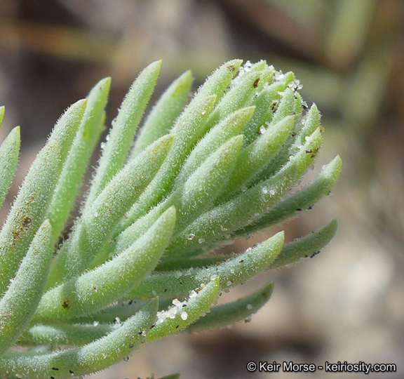 صورة Suaeda taxifolia (Standl.) Standl.