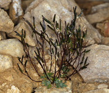 Imagem de Draba lonchocarpa Rydb.