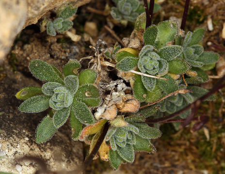 Imagem de Draba lonchocarpa Rydb.