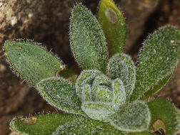 Imagem de Draba lonchocarpa Rydb.