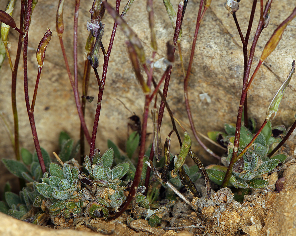 Imagem de Draba lonchocarpa Rydb.