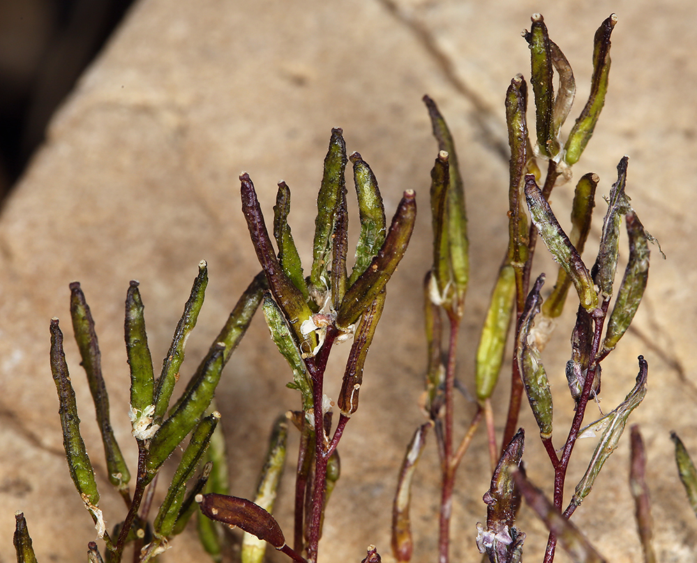 Imagem de Draba lonchocarpa Rydb.