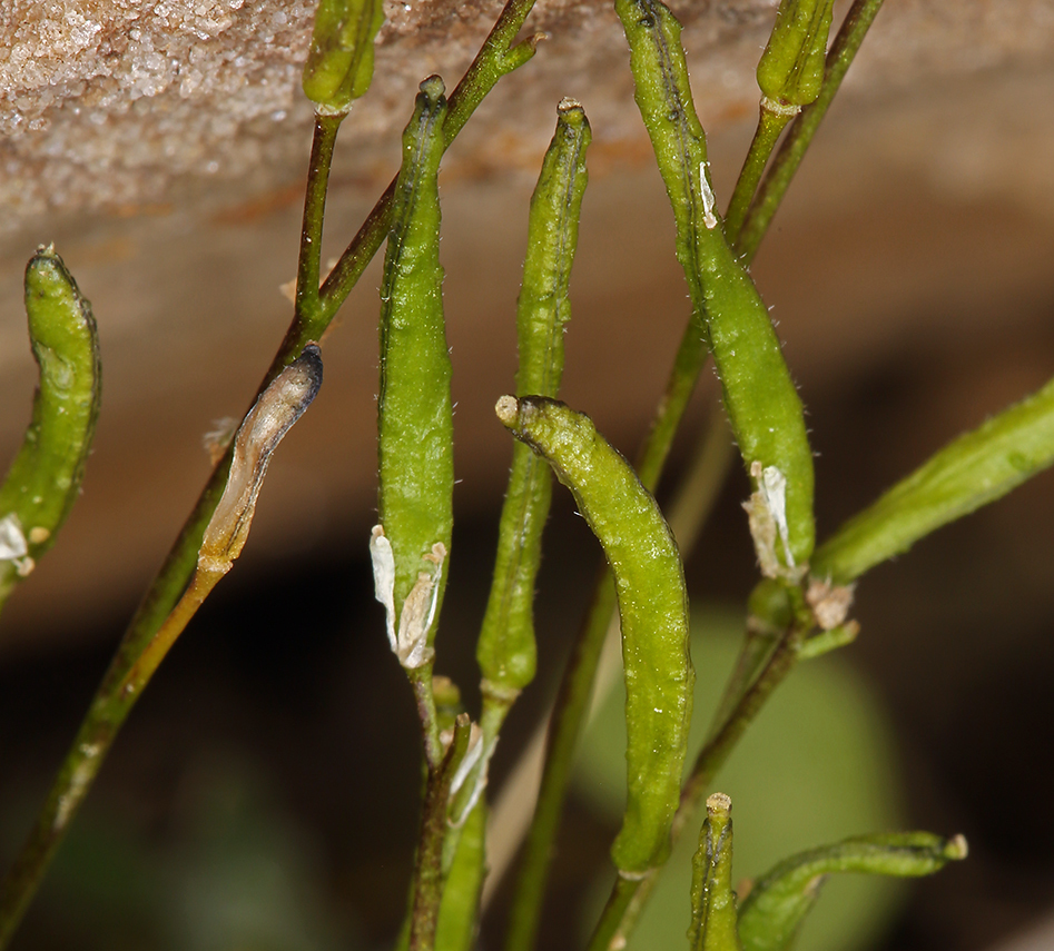 Imagem de Draba lonchocarpa Rydb.