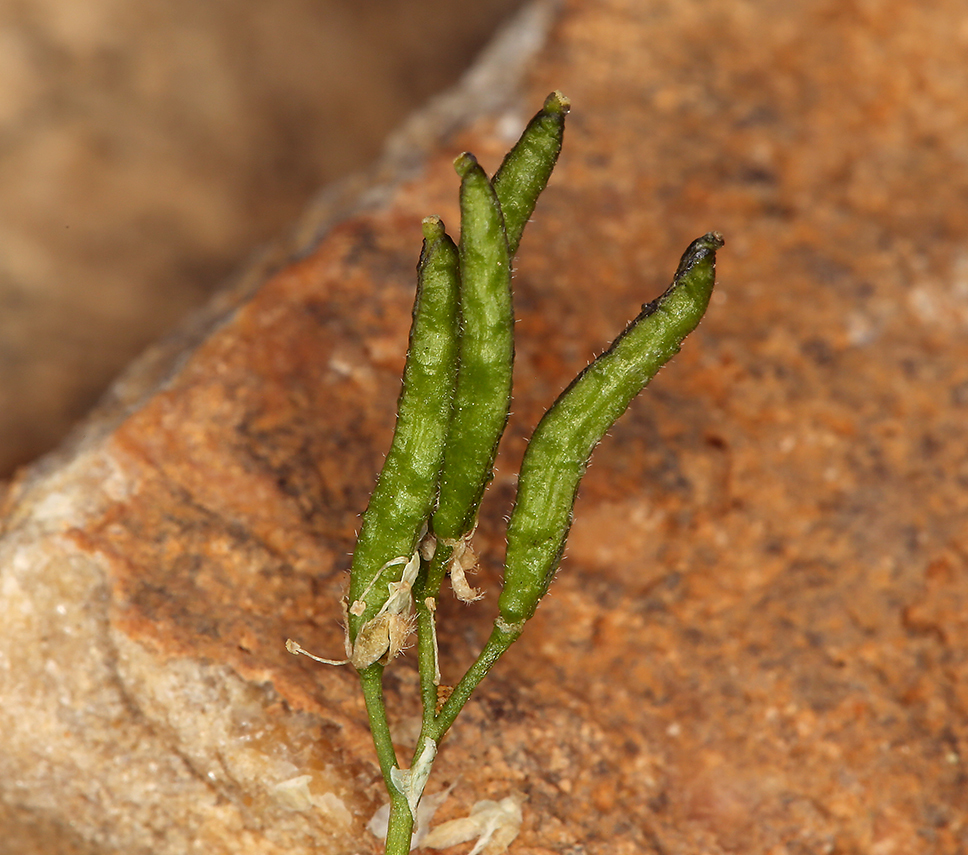 Imagem de Draba lonchocarpa Rydb.