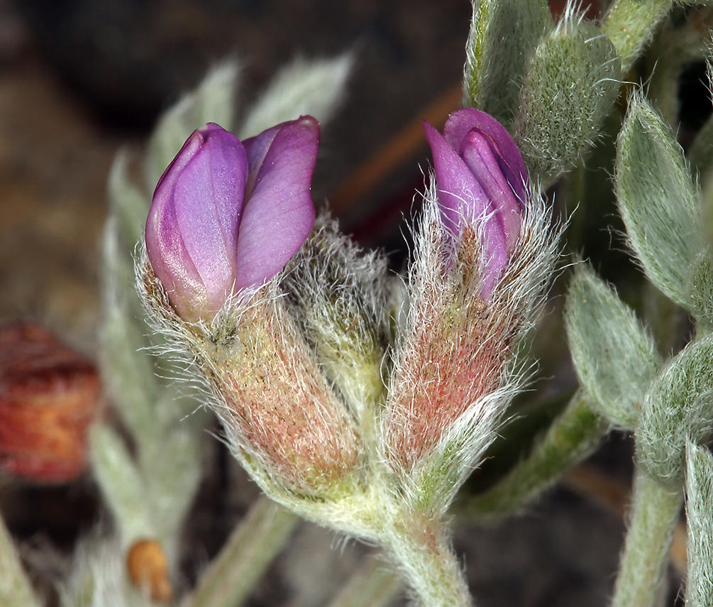 Sivun Oxytropis parryi A. Gray kuva