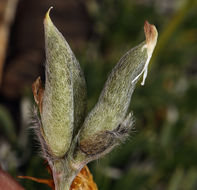 Sivun Oxytropis parryi A. Gray kuva