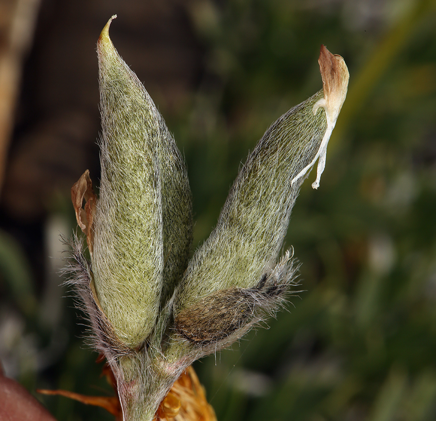 Sivun Oxytropis parryi A. Gray kuva