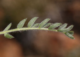 Sivun Oxytropis parryi A. Gray kuva