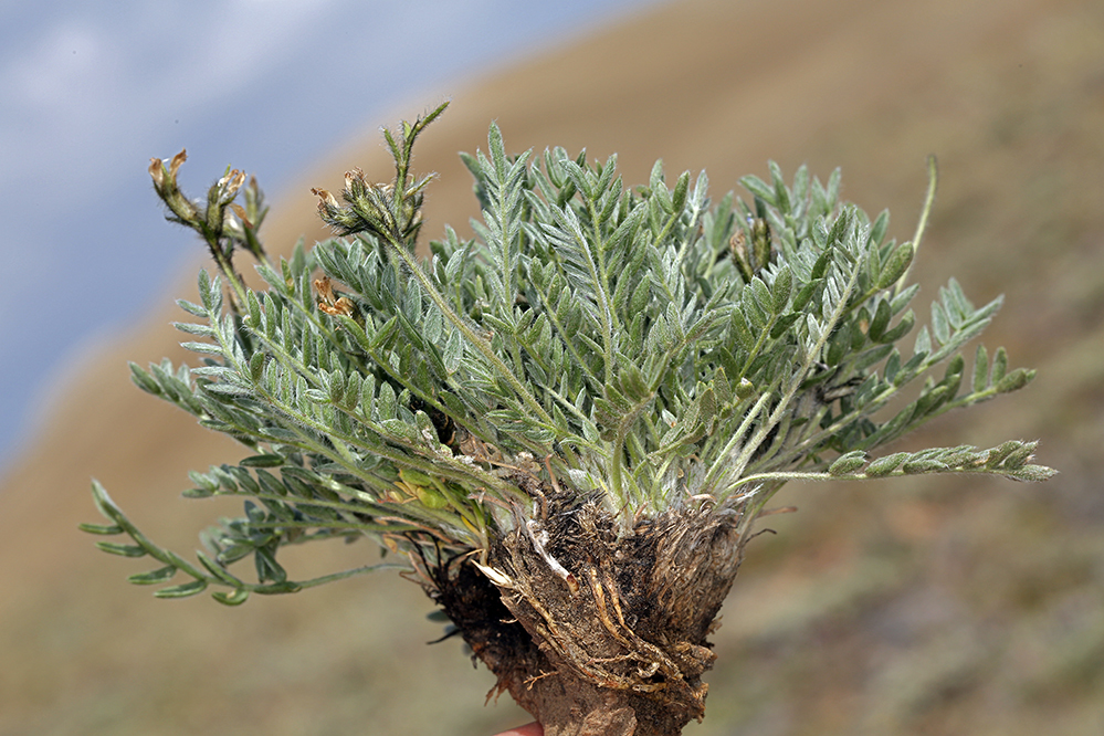 Image of Parry's Locoweed