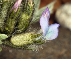 Image of Parry's Locoweed