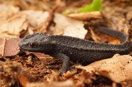 Image of Tylototriton lizhengchangi Hou, Zhang, Jiang, Li & Lu ex Hou, Li & Lü 2012