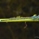 Pseudagrion Selys 1876 resmi