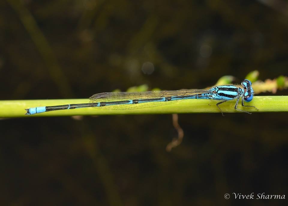 Image of Blue Riverdamsel