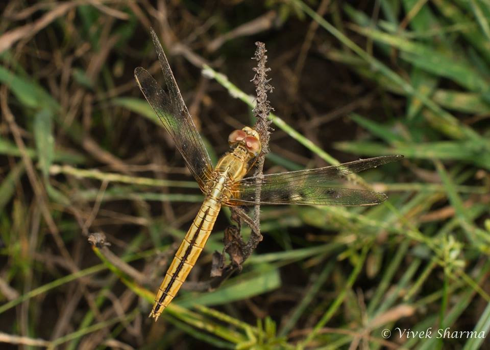 Image of Oriental Scarlet