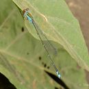 Слика од Pseudagrion rubriceps Selys 1876