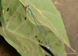 Image of Pseudagrion rubriceps Selys 1876