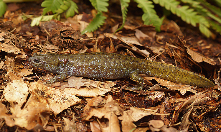 Image of Hynobius hirosei Lantz 1931