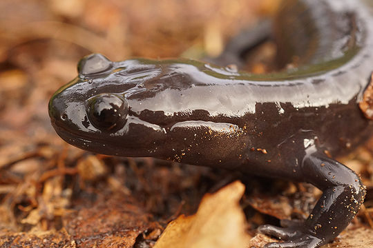 Image of Hynobius hirosei Lantz 1931