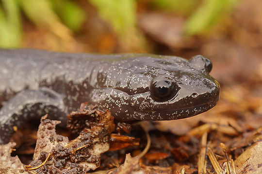 Image of Hynobius hirosei Lantz 1931