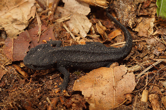 Image of Tylototriton lizhengchangi Hou, Zhang, Jiang, Li & Lu ex Hou, Li & Lü 2012