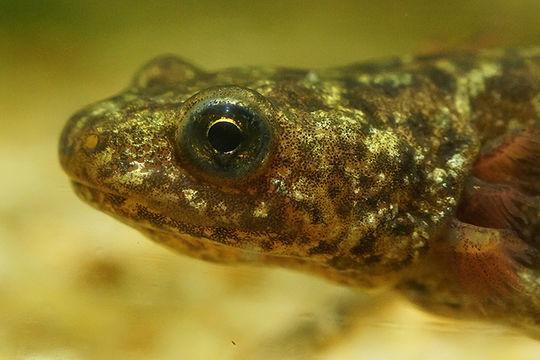 Image of Triturus ivanbureschi Arntzen & Wielstra ex Wielstra, Litvinchuk, Naumov, Tzankov & Arntzen 2013