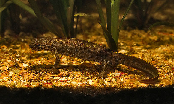 Image of Triturus ivanbureschi Arntzen & Wielstra ex Wielstra, Litvinchuk, Naumov, Tzankov & Arntzen 2013