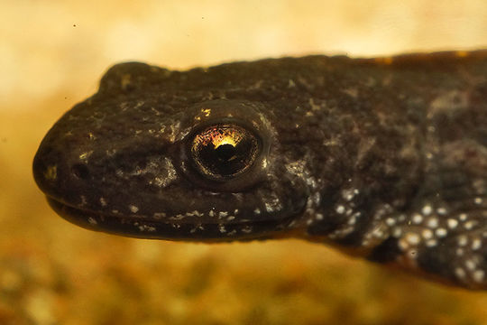 Image of Triturus ivanbureschi Arntzen & Wielstra ex Wielstra, Litvinchuk, Naumov, Tzankov & Arntzen 2013