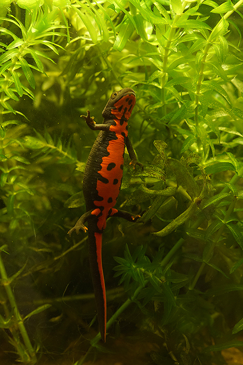 Image of Oriental Fire-bellied Newt