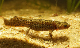 Image of Triturus macedonicus (Karaman 1922)