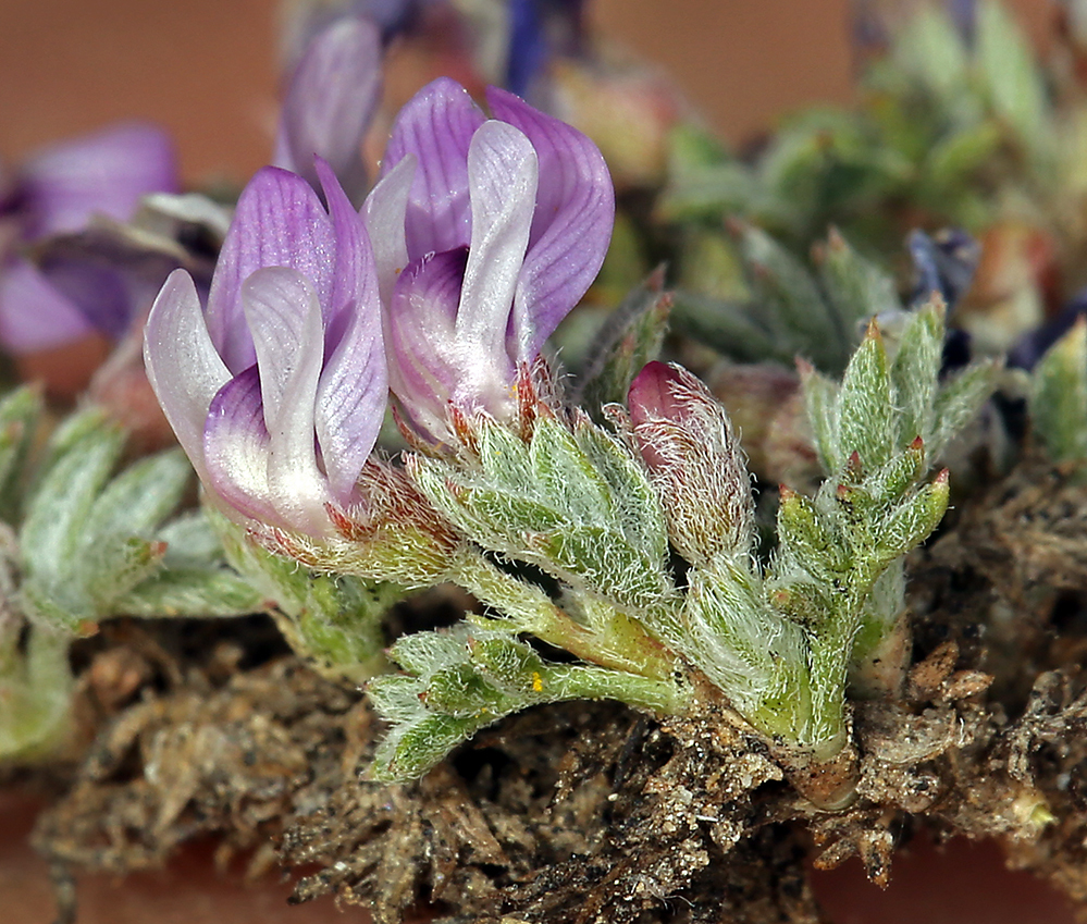 Image de Astragalus kentrophyta var. tegetarius (S. Wats.) R. D. Dorn