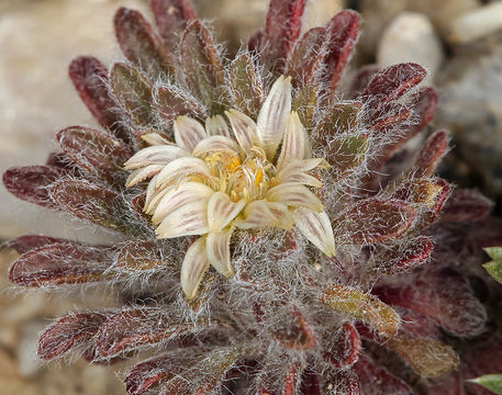 Image of cushion Townsend daisy