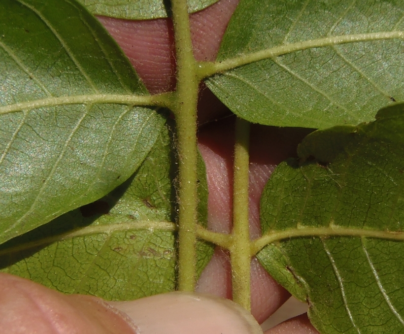 Image of Northern California walnut