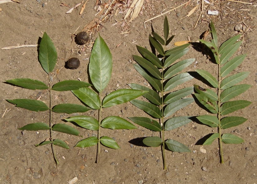 Image of Northern California walnut