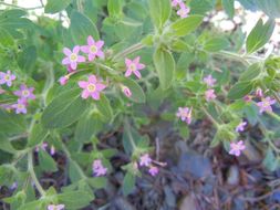 Image of variableleaf collomia