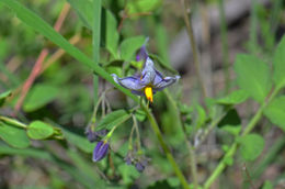 Image of <i>Solanum fendleri</i>