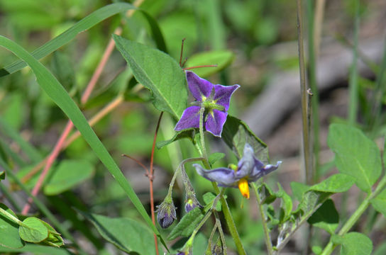 Image of <i>Solanum fendleri</i>