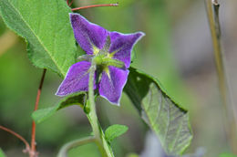 Image of <i>Solanum fendleri</i>