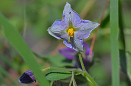 Image of <i>Solanum fendleri</i>