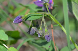 Image of <i>Solanum fendleri</i>