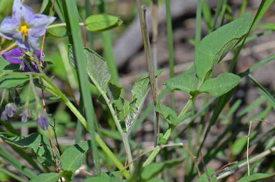 Image of <i>Solanum fendleri</i>