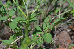 Image of <i>Solanum fendleri</i>