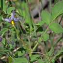 Image de <i>Solanum fendleri</i>