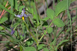 Image of <i>Solanum fendleri</i>